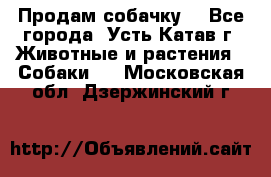 Продам собачку  - Все города, Усть-Катав г. Животные и растения » Собаки   . Московская обл.,Дзержинский г.